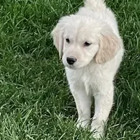 Amy Girl, a female Golden Retriever for sale in Sacramento, CA – Photo 3 of 6