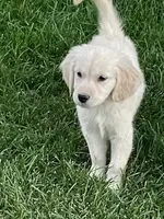 Amy Girl, a female Golden Retriever for sale in Sacramento, CA – Photo 3 of 6