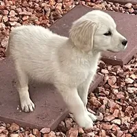 Amy Girl, a female Golden Retriever for sale in Sacramento, CA – Photo 2 of 6