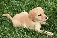 Remi Girl, a female Golden Retriever for sale in Sacramento, CA – Photo 3 of 5