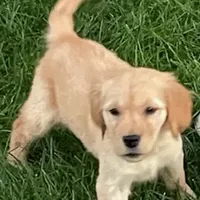 Remi Girl, a female Golden Retriever for sale in Sacramento, CA – Photo 2 of 5