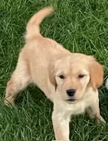 Remi Girl, a female Golden Retriever for sale in Sacramento, CA – Photo 2 of 5