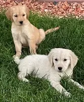 Remi Girl, a female Golden Retriever for sale in Sacramento, CA – Photo 5 of 5