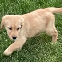 Remi Girl, a female Golden Retriever for sale in Sacramento, CA – Photo 4 of 5