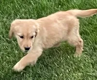 Remi Girl, a female Golden Retriever for sale in Sacramento, CA – Photo 4 of 5