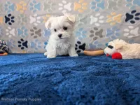Alfredo, a male Maltese for sale in Ocala, FL – Photo 4 of 5