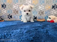 Alfredo, a male Maltese for sale in Ocala, FL – Photo 5 of 5