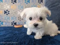 Alfredo, a male Maltese for sale in Ocala, FL – Photo 2 of 5