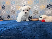 Alfredo, a male Maltese for sale in Ocala, FL – Photo 3 of 5