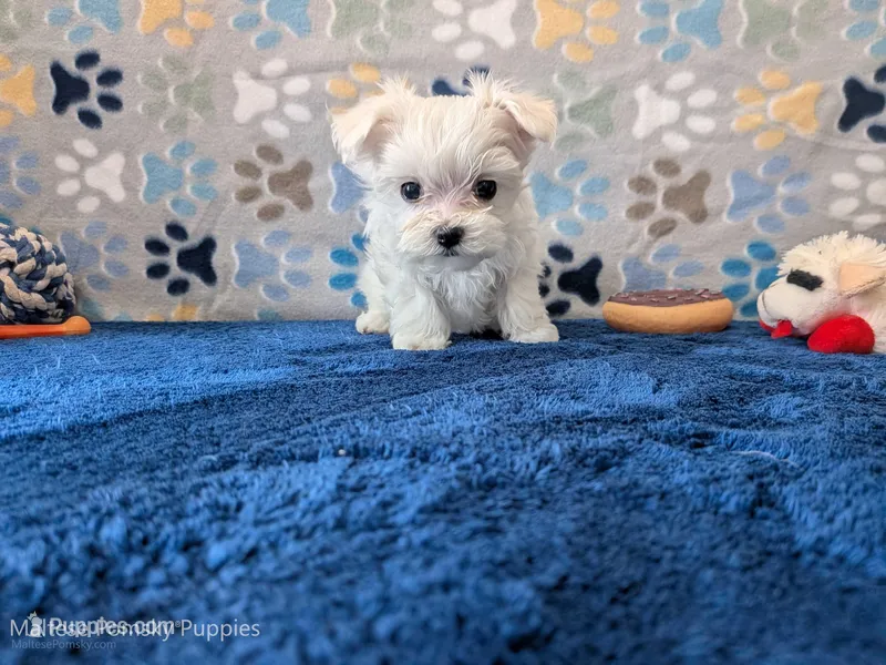 Alfredo – Maltese puppy for sale in Ocala, FL