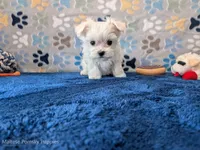 Alfredo, a male Maltese for sale in Ocala, FL – Photo 1 of 5