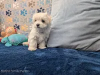 Lisa, a female Maltese for sale in Ocala, FL – 4 of 6