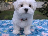 Mario, a male Maltese for sale in Ocala, FL – 5 of 10