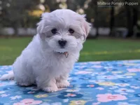 Daisy, a female Maltese for sale in Ocala, FL – 8 of 10
