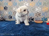 Angel Hair, a female Maltese for sale in Ocala, FL – Photo 3 of 6