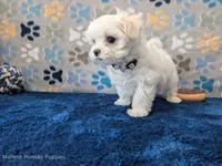 Angel Hair, a female Maltese for sale in Ocala, FL – Photo 4 of 6