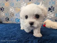 Angel Hair, a female Maltese for sale in Ocala, FL – Photo 6 of 6
