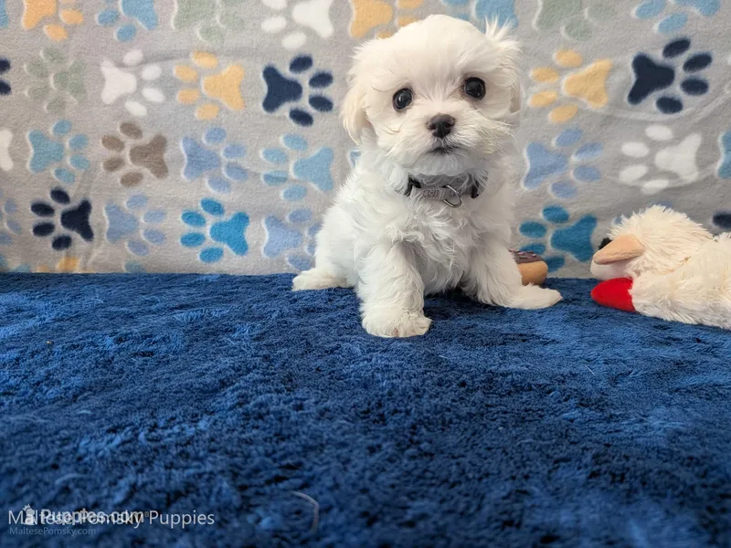 Angel Hair – Maltese puppy for sale in Ocala, FL