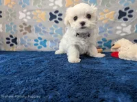 Angel Hair, a female Maltese for sale in Ocala, FL – Photo 1 of 6