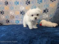 Angel Hair, a female Maltese for sale in Ocala, FL – Photo 2 of 6