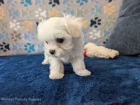 Angel Hair, a female Maltese for sale in Ocala, FL – Photo 5 of 6