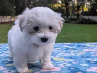 Daisy, a female Maltese for sale in Ocala, FL – 6 of 10