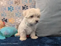 Lisa, a female Maltese for sale in Ocala, FL – 3 of 6