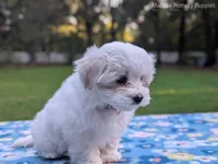 Daisy, a female Maltese for sale in Ocala, FL – 9 of 10