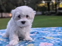 Mario, a male Maltese for sale in Ocala, FL – 6 of 10