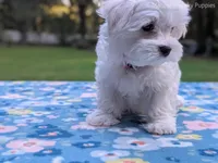 Mario, a male Maltese for sale in Ocala, FL – 9 of 10