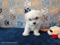 Rigatoni, a male Maltese for sale in Ocala, FL – Photo 8 of 8