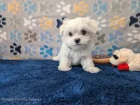 Rigatoni, a male Maltese for sale in Ocala, FL – Photo 2 of 8