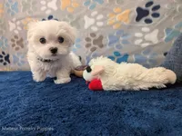 Rigatoni, a male Maltese for sale in Ocala, FL – Photo 3 of 8