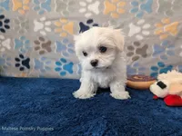 Rigatoni, a male Maltese for sale in Ocala, FL – Photo 7 of 8