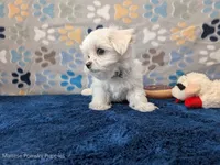 Rigatoni, a male Maltese for sale in Ocala, FL – Photo 5 of 8