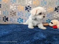 Rigatoni, a male Maltese for sale in Ocala, FL – Photo 4 of 8