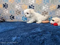 Rigatoni, a male Maltese for sale in Ocala, FL – Photo 6 of 8