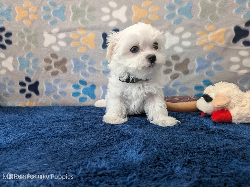 Rigatoni – Maltese puppy for sale in Ocala, FL
