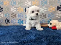 Rigatoni, a male Maltese for sale in Ocala, FL – Photo 1 of 8