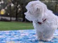 Mario, a male Maltese for sale in Ocala, FL – 7 of 10
