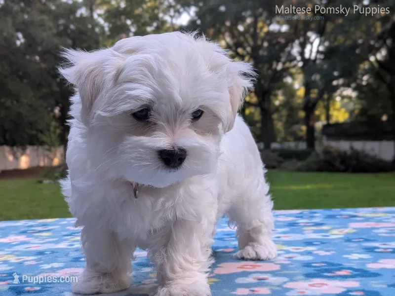 Mario – Maltese puppy for sale in Ocala, FL