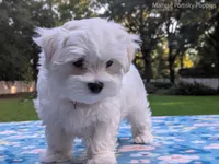 Mario, a male Maltese for sale in Ocala, FL – 1 of 10
