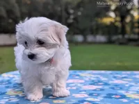 Daisy, a female Maltese for sale in Ocala, FL – 2 of 10