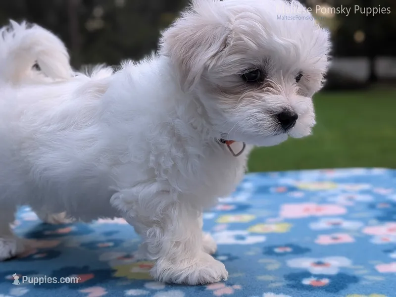 Daisy – Maltese puppy for sale in Ocala, FL