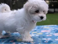 Daisy, a female Maltese for sale in Ocala, FL – 1 of 10