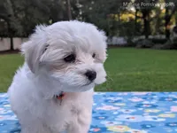 Daisy, a female Maltese for sale in Ocala, FL – 3 of 10