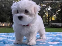 Mario, a male Maltese for sale in Ocala, FL – 2 of 10