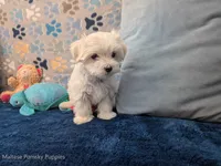 Lisa, a female Maltese for sale in Ocala, FL – 5 of 6