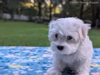 Mario, a male Maltese for sale in Ocala, FL – 10 of 10