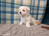 Lottie, a female Maltese for sale in Ocala, FL – Photo 3 of 6